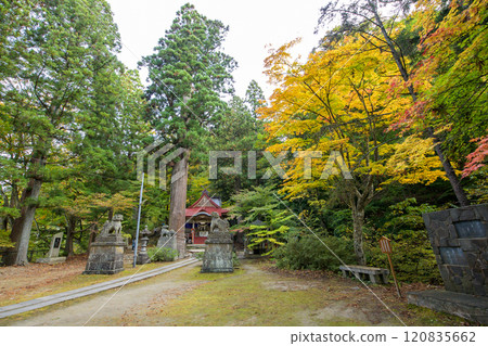 中野神社,神樹,大杉,天然紀念物,青森縣 中野神社,神樹,大杉,天然紀念物,青森縣 120835662