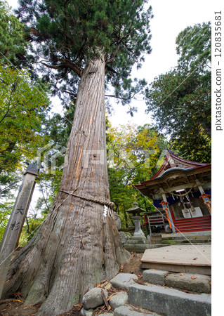 中野神社，神樹，大杉，天然紀念物，青森縣 120835681