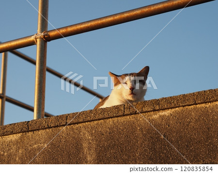動物島的貓 120835854