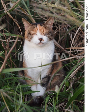 動物島的貓 120835858