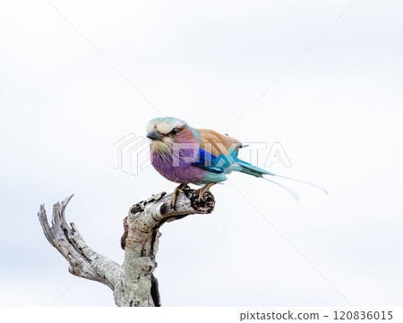 European roller, colorful birdis getting ready to take off from the branch 120836015