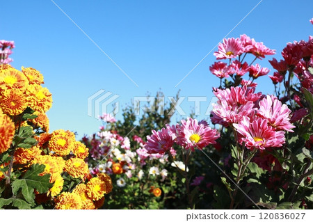 藍天和菊花 120836027