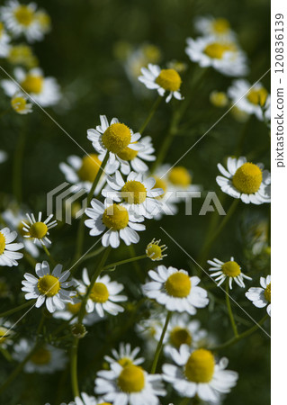 Organic Chamomile on natural plantation field. Organic Chamomile on natural plantation field. 120836139