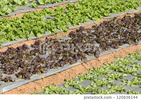 Large salad vegetable plots grown organically. 120836144