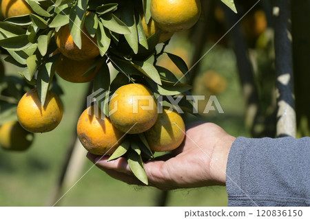 Organic tangerine ready for harvest. 120836150