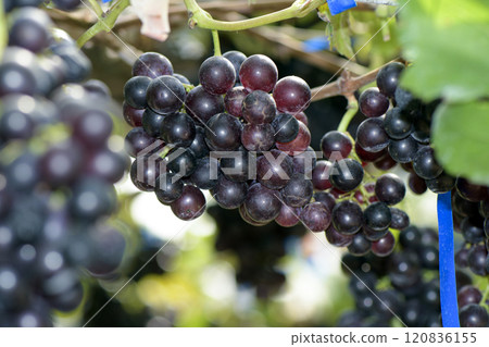 Best quality organic seedless grape on vinery yard. 120836155