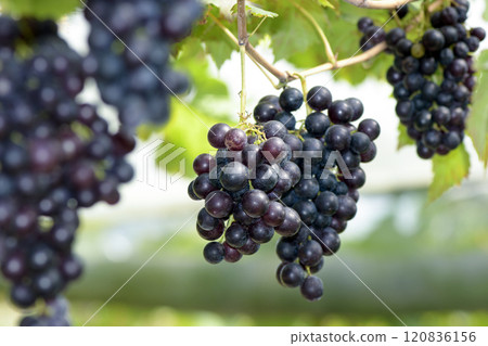 Best quality organic seedless grape on vinery yard. Best quality organic seedless grape on vinery yard. 120836156