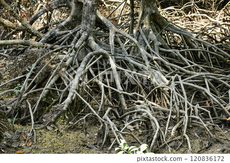 Mangrove ecosystem in the biosphere of Ranong Province, southern Thailand. Mangrove ecosystem in the biosphere of Ranong Province, southern Thailand. 120836172