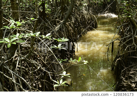 Mangrove ecosystem in the biosphere of Ranong Province, southern Thailand. Mangrove ecosystem in the biosphere of Ranong Province, southern Thailand. 120836173