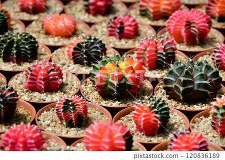 Gymnocalycium hybrid variegated in outdoor cactus farm. 120836189