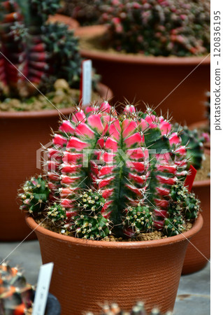 Gymnocalycium hybrid variegated in outdoor cactus farm. Gymnocalycium hybrid variegated in outdoor cactus farm. 120836195