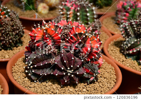Gymnocalycium hybrid variegated in outdoor cactus farm. Gymnocalycium hybrid variegated in outdoor cactus farm. 120836196