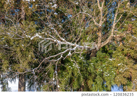 Winter hardwoods and conifers 120836235