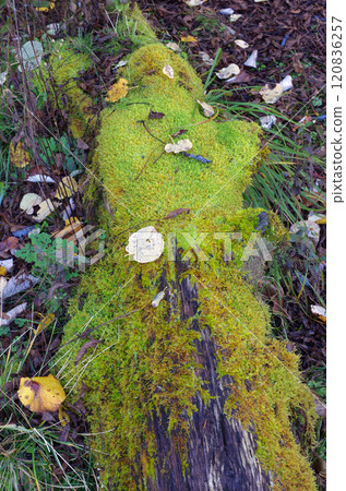 Oku-Nikko. The mountains were shining with autumn colors, and it was warm. The clear blue sky stretched out into the universe. It was a blissful moment. Oku-Nikko. The mountains were shining with autumn colors, and it was warm. The clear blue sky stretched out into the universe. It was a blissful moment. 120836257