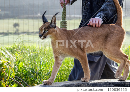 Woman holds a rope toy in hand and walks with a caracal cat 120836333