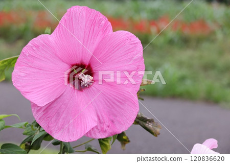 開大花的美國蝴蝶 120836620