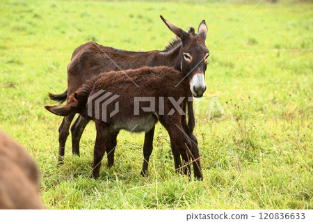 Cute brown donkey grazing outdoors on a farm 120836633