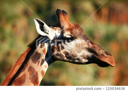 Closeup of Giraffe outdoors Closeup of Giraffe outdoors 120836636