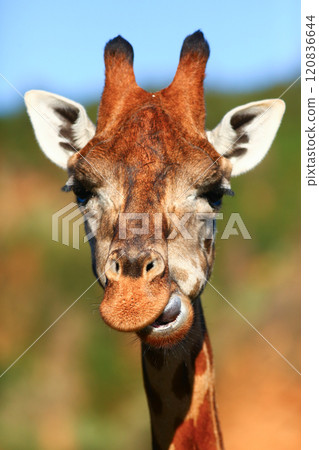 Closeup of Giraffe outdoors Closeup of Giraffe outdoors 120836644
