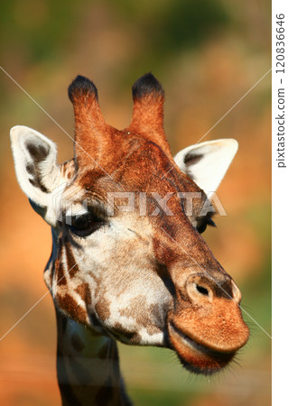 Closeup of Giraffe outdoors 120836646