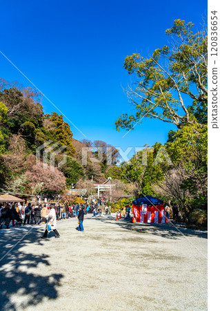 【神奈川縣】藍天美麗的鎌倉神社元旦 120836654