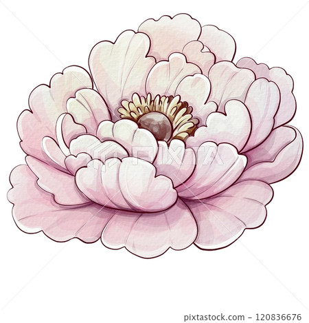 Pink peony flower in a watercolor style. Vector clipart. Vintage botanical illustration. Romantic roses and elegant floral style.Blooming bouquet for Mothers Day, birthday. For invitations, weddings Pink peony flower in a watercolor style. Vector clipart. Vintage botanical illustration. Romantic roses and elegant floral style.Blooming bouquet for Mothers Day, birthday. For invitations, weddings 120836676