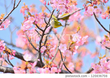 棲息在河津櫻上的繡眼鳥 棲息在河津櫻上的繡眼鳥 120836708