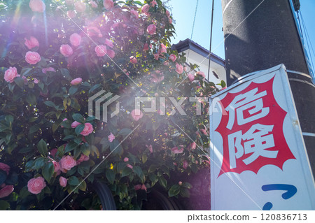 街角有一個標有“危險”和山茶花樹籬的標誌 120836713
