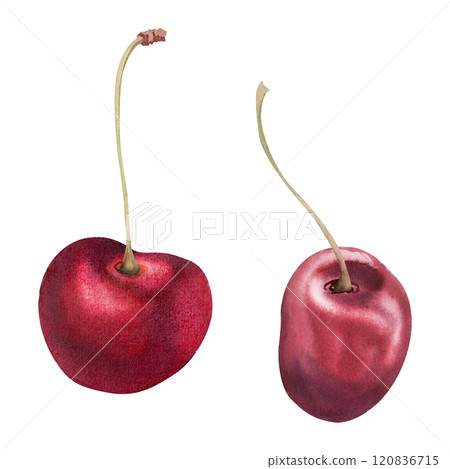 Sweet sour red cherry berries on stems, hand drawn in watercolor, scattered ripe cerise drupes. Composition illustration isolated on white. For cafe dessert menu, wedding, restaurant, farmers market 120836715