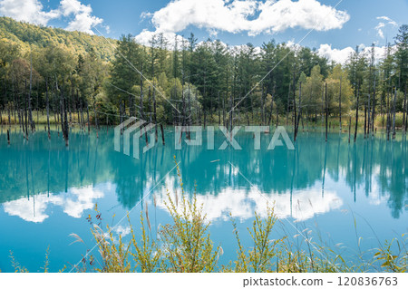 [Biei Town Shirogane: Blue Pond and Water Mirror under the Blue Sky] 120836763