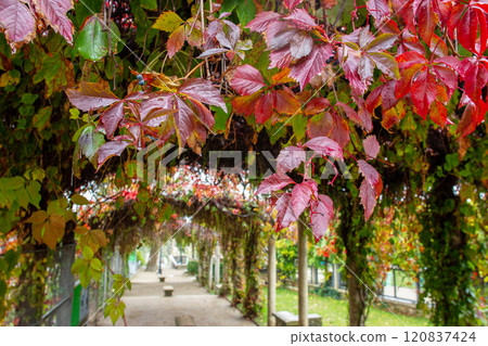 Orange and red wet leaves in Turlure park next Basilica of the Sacred Heart of Montmartre Orange and red wet leaves in Turlure park next Basilica of the Sacred Heart of Montmartre 120837424