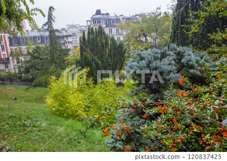 Amazing plants (with orange berries) and  coniferous trees in 120837425