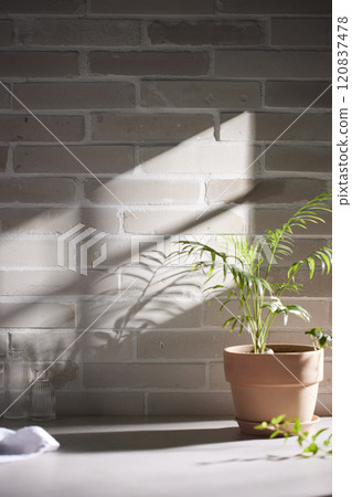 Various objects and vintage brick background with shadows of sunlight coming through the window. 120837478