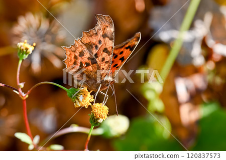 Kitatteja Kitatteja 120837573