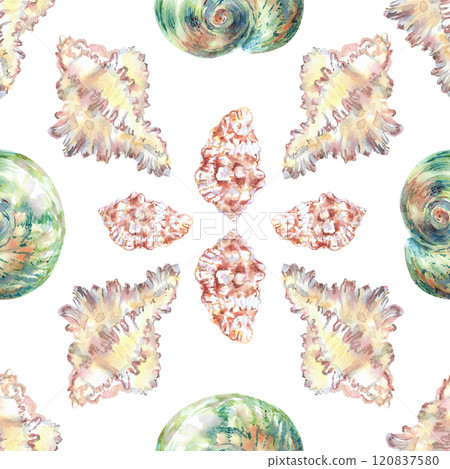Shell pattern underwater world in watercolor. Murex Endivia, Voluta Virescens, Conch Snail, Turbo shell, Moon, Rosy Wolf snail sea shells with different form. Sea snails can be used as a sticker, a 120837580
