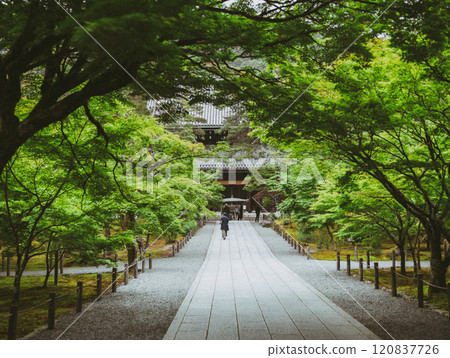 Surrounded by fresh greenery Surrounded by fresh greenery 120837726