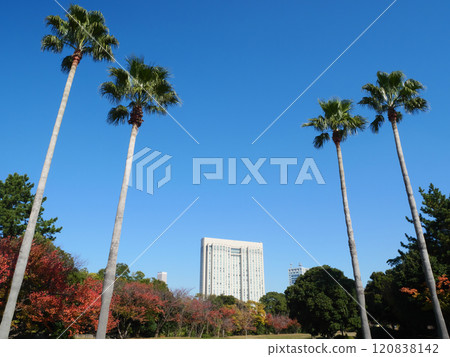 棕櫚樹和紅葉映襯著藍天的公園 | 潮風公園 棕櫚樹和紅葉映襯著藍天的公園 | 潮風公園 120838142