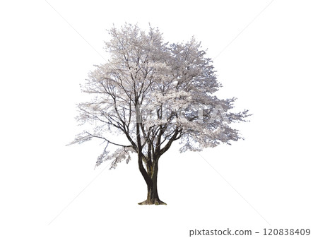 A large cherry tree that can be used as an accessory for architectural perspective and elevation drawings. A single cherry tree with beautiful white petals in full bloom. 120838409