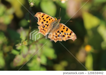 A northern butterfly sucking nectar from the yellow flowers of Bidens radiata blooming in an autumn garden 120838442
