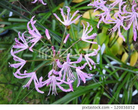 The "Diamond Lily" is a flower of the Amaryllidaceae family that blooms from autumn to winter. The "Diamond Lily" is a flower of the Amaryllidaceae family that blooms from autumn to winter. 120838852