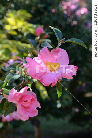 Sasanka (Minister of Flowers) Sasanka (Minister of Flowers) 120838918