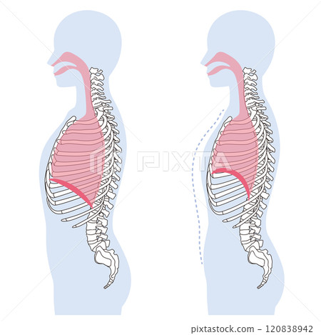 How breathing works: Diaphragm and respiratory muscles 120838942