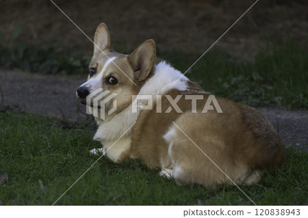 Looking corgi 120838943
