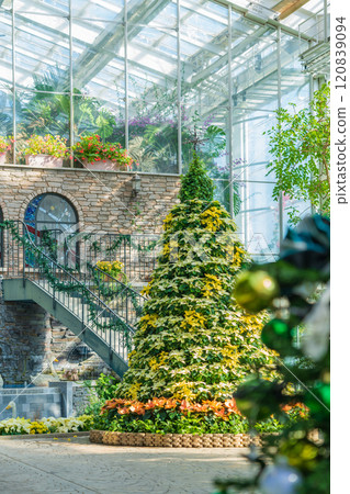 Hamamatsu Flower Park in winter, Christmas display (Hamamatsu City, Shizuoka Prefecture) 120839094