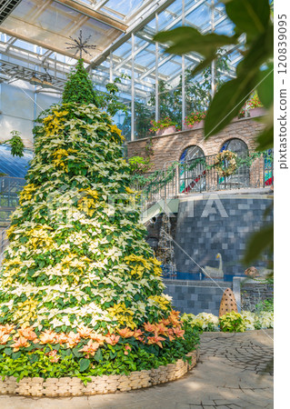 Hamamatsu Flower Park in winter, Christmas display (Hamamatsu City, Shizuoka Prefecture) Hamamatsu Flower Park in winter, Christmas display (Hamamatsu City, Shizuoka Prefecture) 120839095