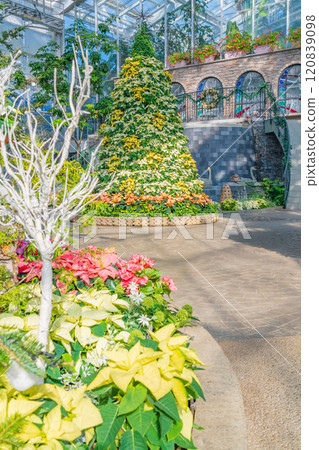 Hamamatsu Flower Park in winter, Christmas display (Hamamatsu City, Shizuoka Prefecture) Hamamatsu Flower Park in winter, Christmas display (Hamamatsu City, Shizuoka Prefecture) 120839098