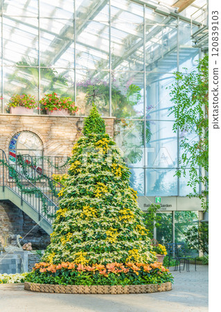 Hamamatsu Flower Park in winter, Christmas display (Hamamatsu City, Shizuoka Prefecture) Hamamatsu Flower Park in winter, Christmas display (Hamamatsu City, Shizuoka Prefecture) 120839103