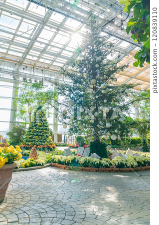 Hamamatsu Flower Park in winter, Christmas display (Hamamatsu City, Shizuoka Prefecture) Hamamatsu Flower Park in winter, Christmas display (Hamamatsu City, Shizuoka Prefecture) 120839110