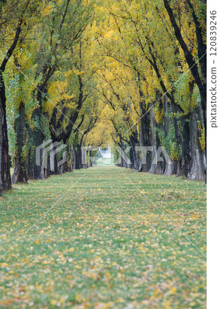 Beautiful autumn foliage at the poplar trees of Teine Maeda Forest Park in Sapporo 120839246