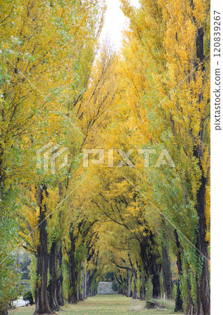 札幌市立前田森林公園,秋葉美麗 札幌市立前田森林公園,秋葉美麗 120839267